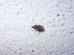 Hyalochilus ovatulus