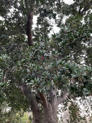 Arbutus unedo