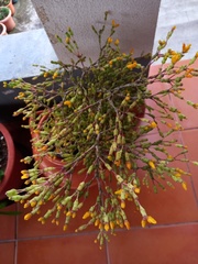 Hatiora salicornoides