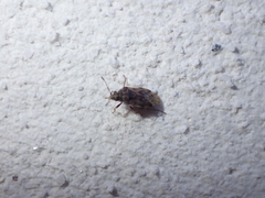 Hyalochilus ovatulus