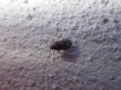 Hyalochilus ovatulus