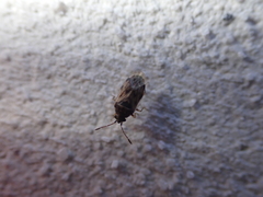 Hyalochilus ovatulus