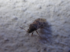 Hyalochilus ovatulus