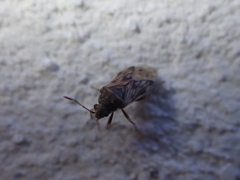 Hyalochilus ovatulus