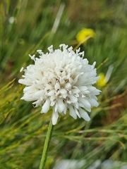 Cephalaria rigida
