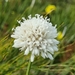 Cape Mock Scabious - Photo (c) Santie Gouws, some rights reserved (CC BY-NC), uploaded by Santie Gouws