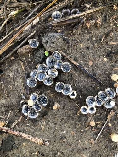 Cyathus pallidus observed 2022-01-09