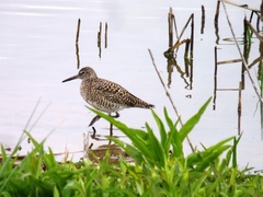 Tringa semipalmata semipalmata