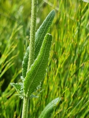 Cephalaria rigida