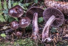 Cortinarius serratissimus