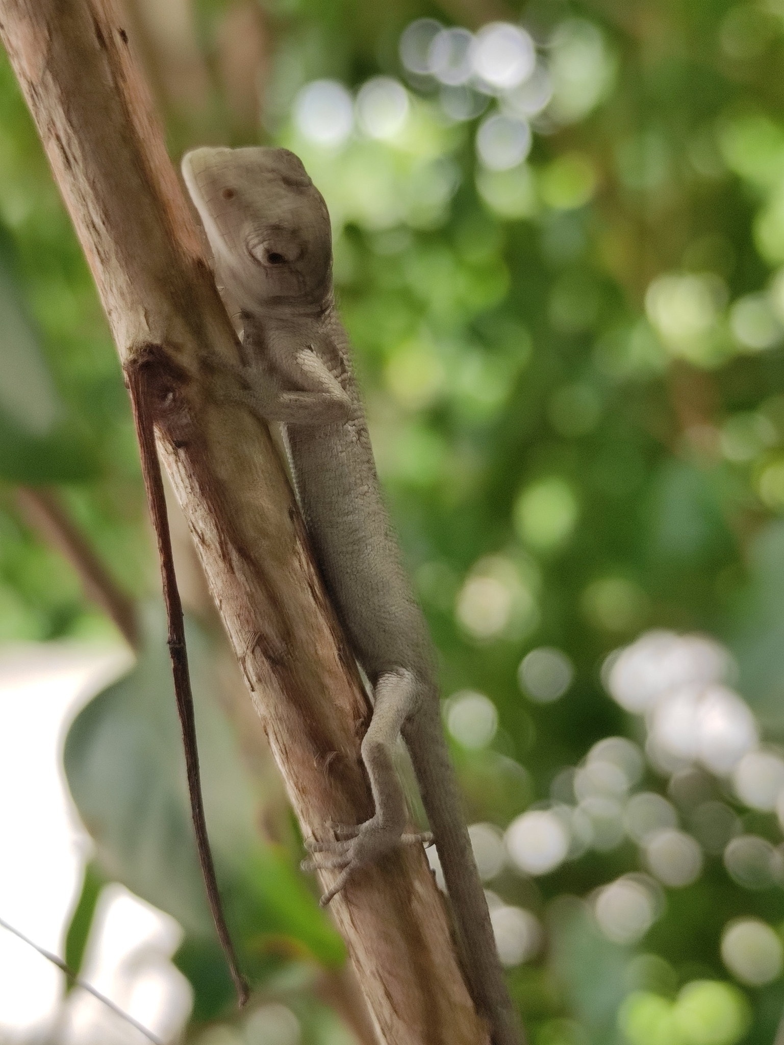 bicho-preguiça, calango-cego, calango-verde, camaleão, catatau, common monkey lizard, falso-camaleão, grünliche färberechse, lagarto-preguiça, many-colored bush anole, marmorierter buntleguan, papa-vento, papa-vento-verde