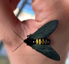 Chrysocale