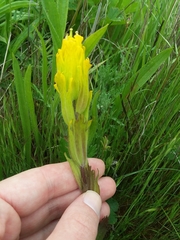 Castilleja levisecta
