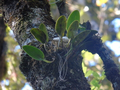 Acianthera hartwegiifolia
