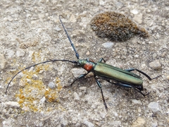 Aromia moschata ambrosiaca
