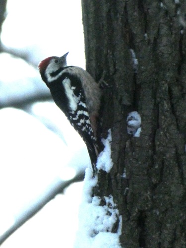 Pico mediano (Dendrocoptes medius)