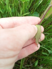 Castilleja levisecta