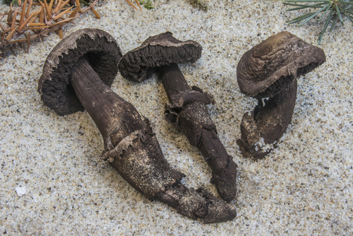 Agaricus aridicola