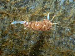 Amphorina linensis