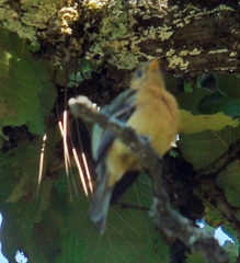 Empidonax fulvifrons