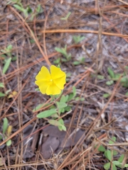 Crocanthemum corymbosum