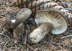 Lactarius picinus