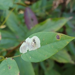 Anarsioses aberrans