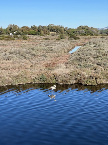 Greater flamingos