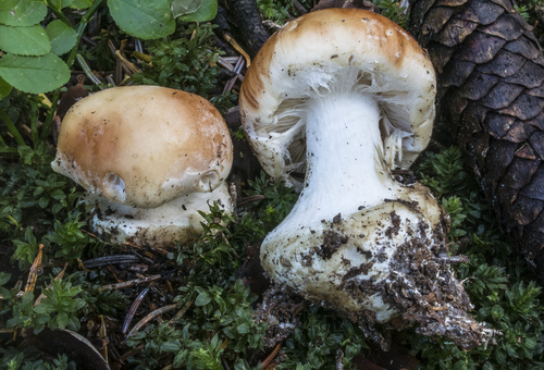 Leucocortinarius bulbiger (Alb. & Schwein.) Singer