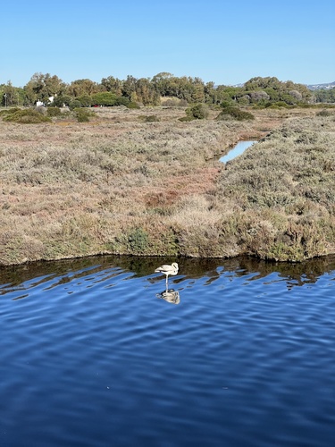 Greater Flamingo