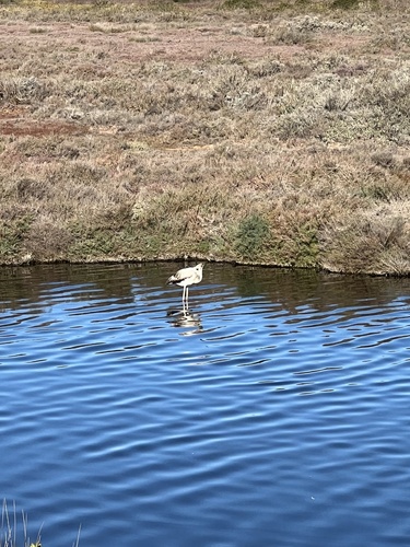 Greater Flamingo