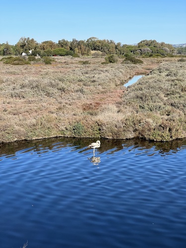 Greater Flamingo