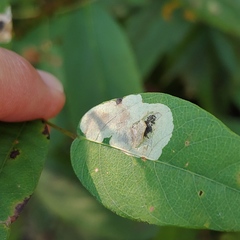 Anarsioses aberrans