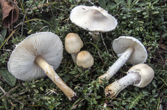 Lepiota erminea