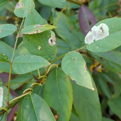 Anarsioses aberrans