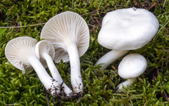 Hygrophorus piceae