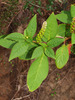 Inkweed - Photo (c) Mike Lusk, some rights reserved (CC BY-NC), uploaded by Mike Lusk
