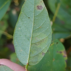 Anarsioses aberrans