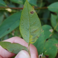 Anarsioses aberrans