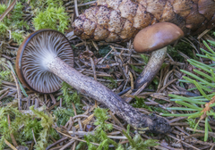 Gomphidius maculatus