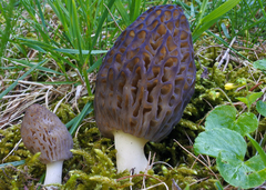 Morchella deliciosa