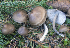 Mycena plumipes