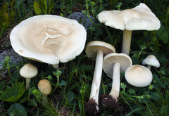 Melanoleuca strictipes