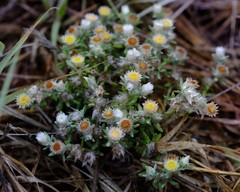 Helichrysum argyrosphaerum