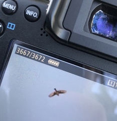 Calcarius lapponicus