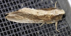 Hylaeora capucina