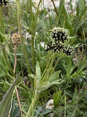 Anemonastrum zephyrum