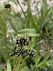 Anemonastrum zephyrum