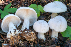 Clitocybe nebularis alba