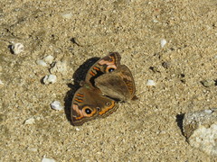 Junonia neildi